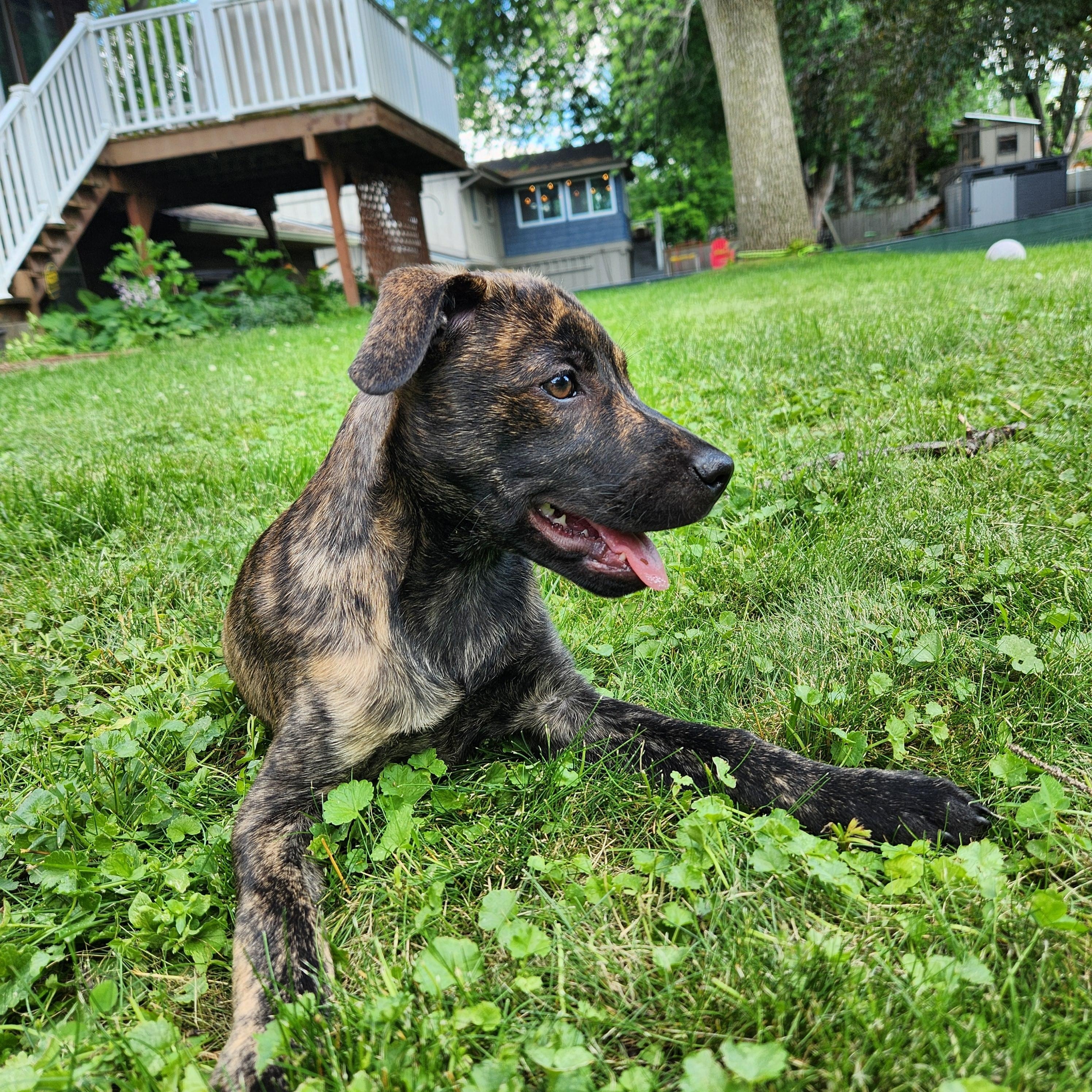 Tajah, an adoptable mixed breed in Minneapolis, MN image 4/6