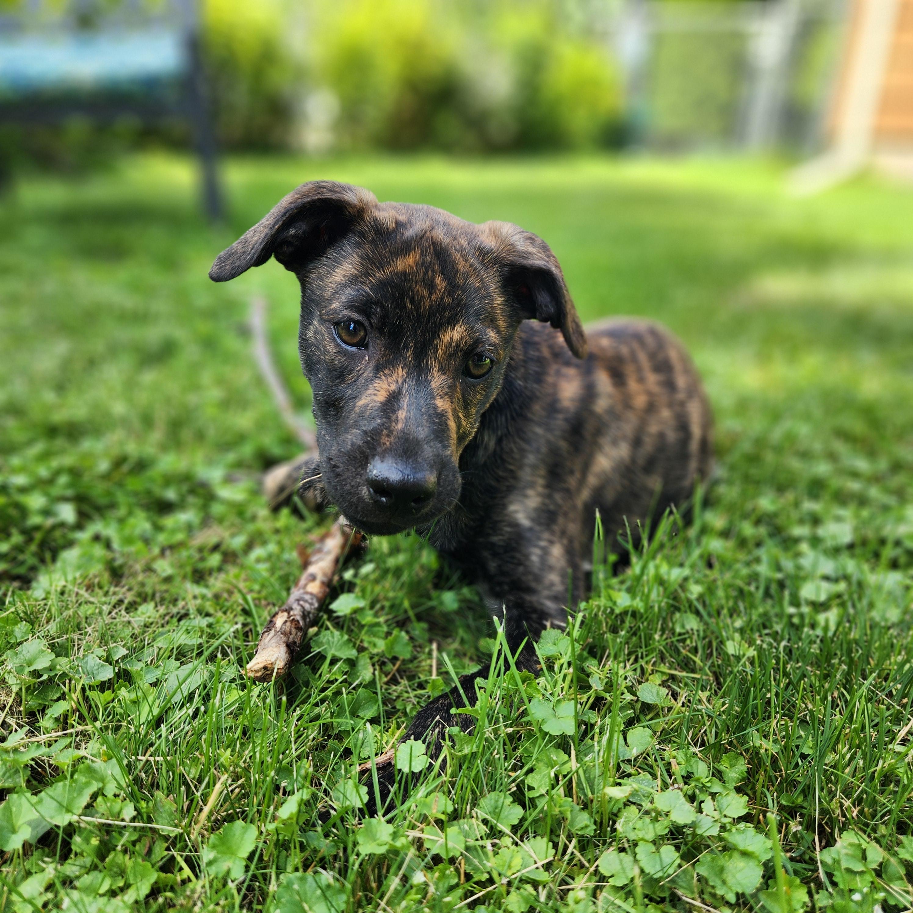 Tajah, an adoptable mixed breed in Minneapolis, MN image 6/6