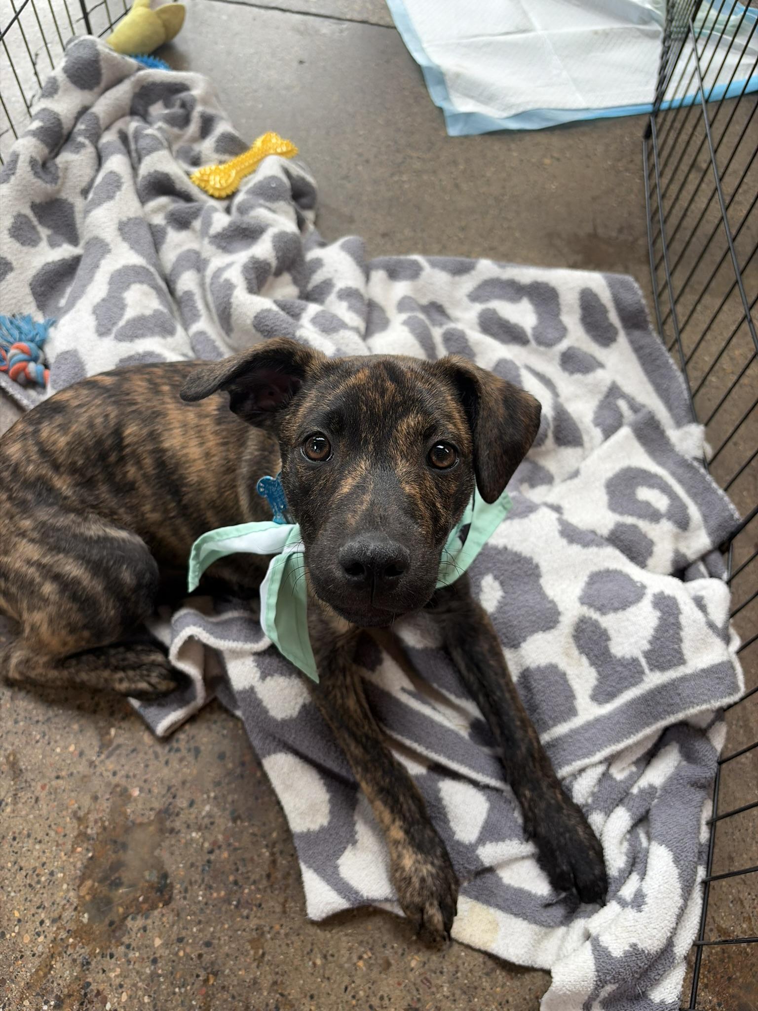 Enlarge Tajah, an adoptable mixed breed in Minneapolis, MN image 2/6