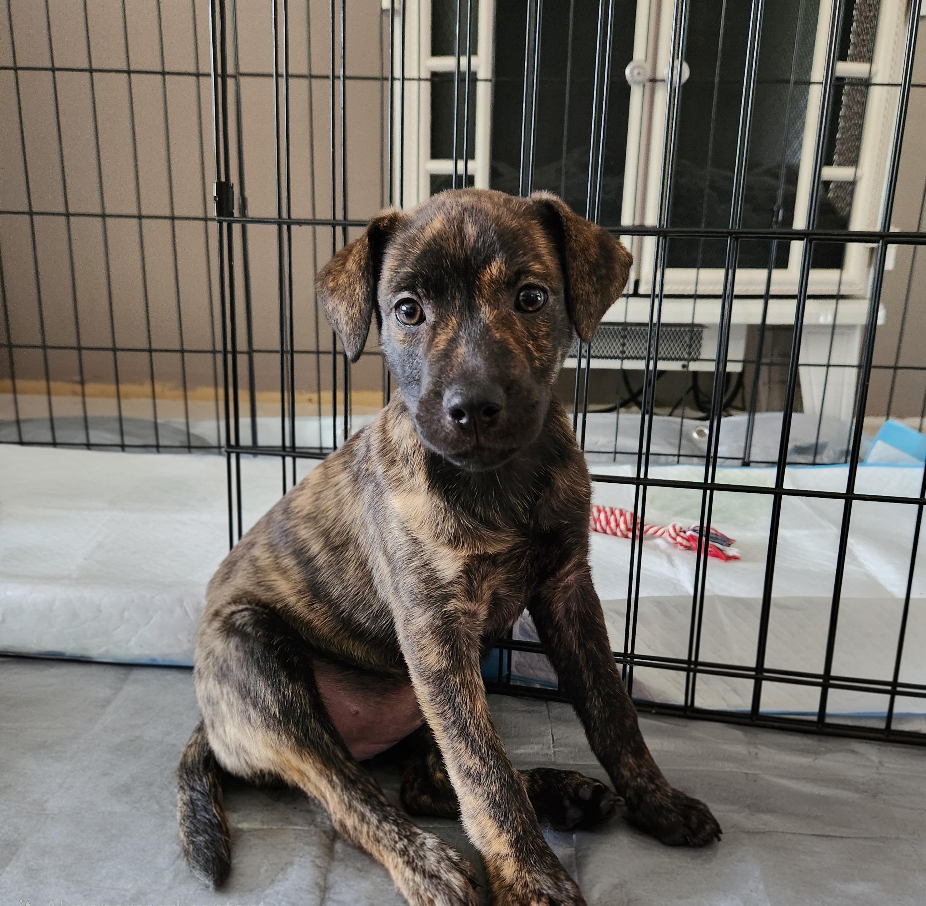 Tajah, an adoptable mixed breed in Minneapolis, MN image 2/6