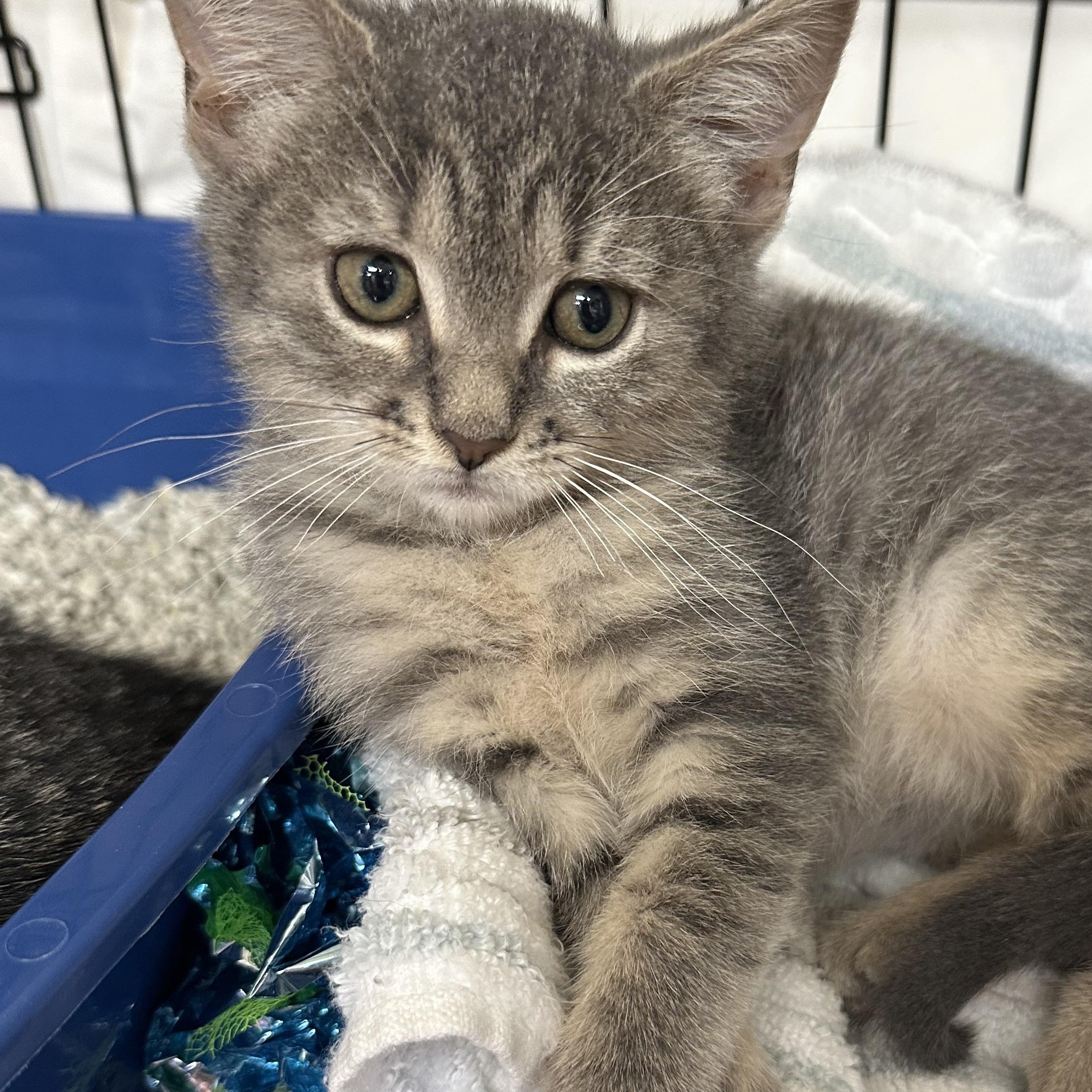 Julia Ready Soon, ADOPTABLE, Kitten Female Domestic Short Hair.