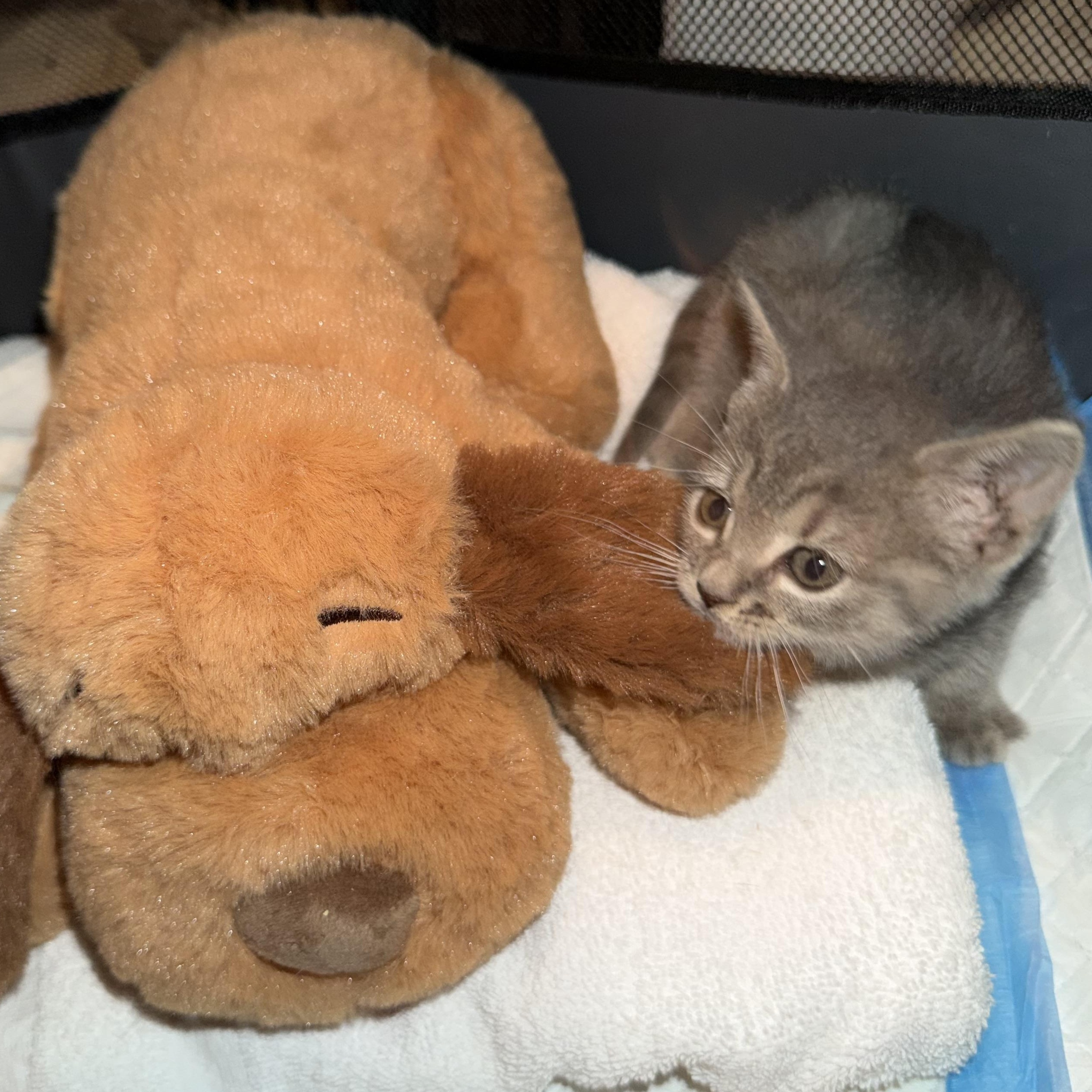 Enlarge Julia Ready Soon, a ADOPTABLE Domestic Short Hair in Clifton, NJ image 2/4