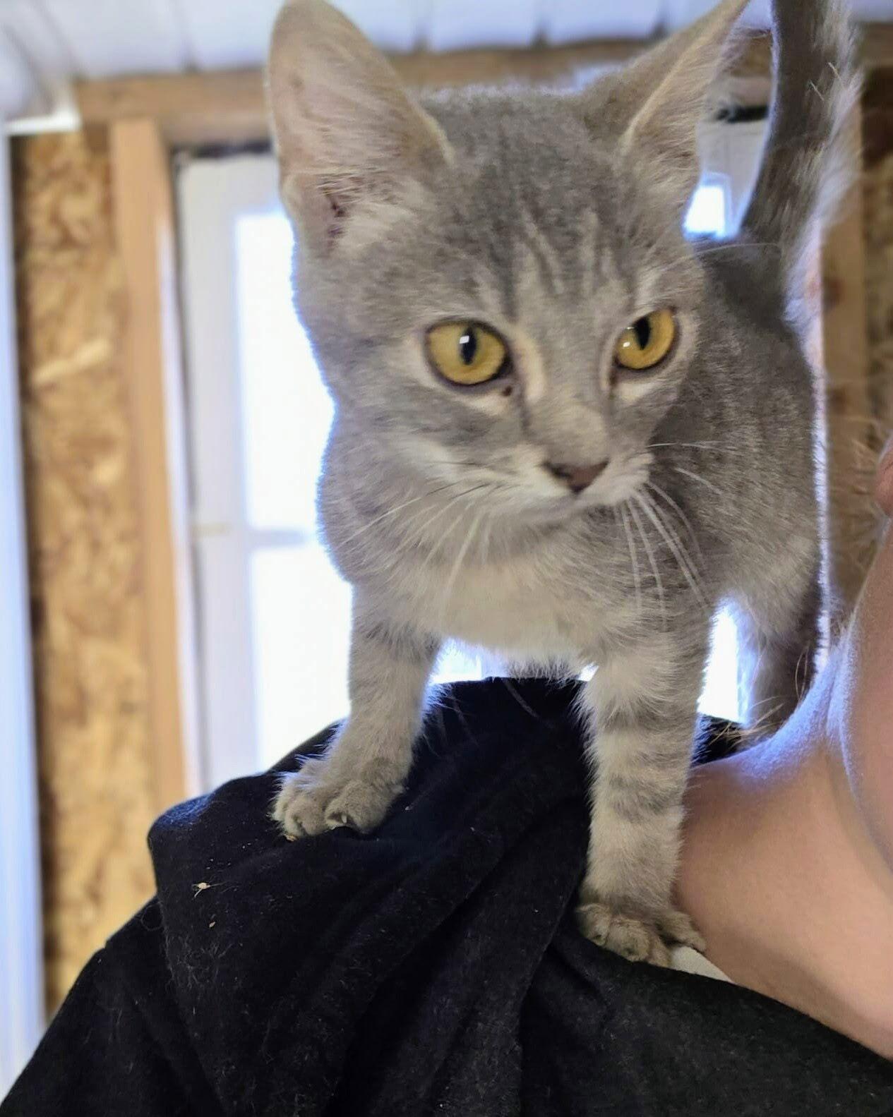 Pita YOUNG FEMALE GRAY TABBY, Adoptable, Young Female Domestic Short Hair & Tabby.