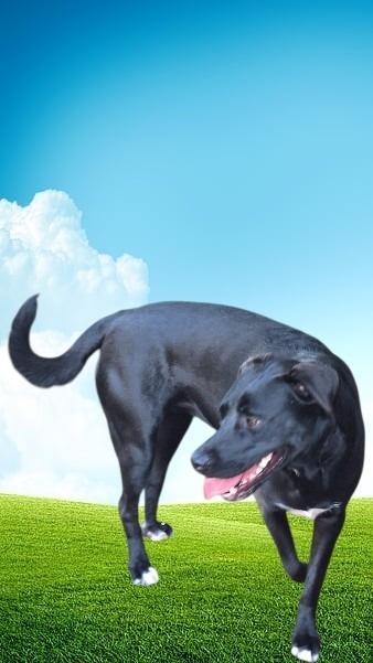 Varda, a Adoptable mixed breed in Spring, TX image 3/6