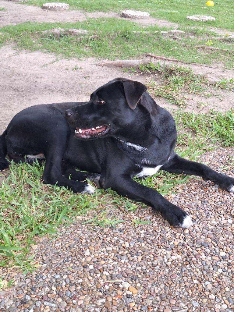 Enlarge Varda, a Adoptable mixed breed in Spring, TX image 3/6