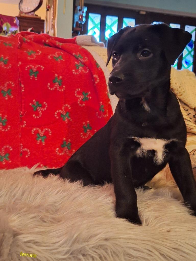 Enlarge Varda, a Adoptable mixed breed in Spring, TX image 5/6
