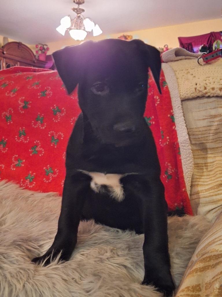 Enlarge Varda, a Adoptable mixed breed in Spring, TX image 6/6