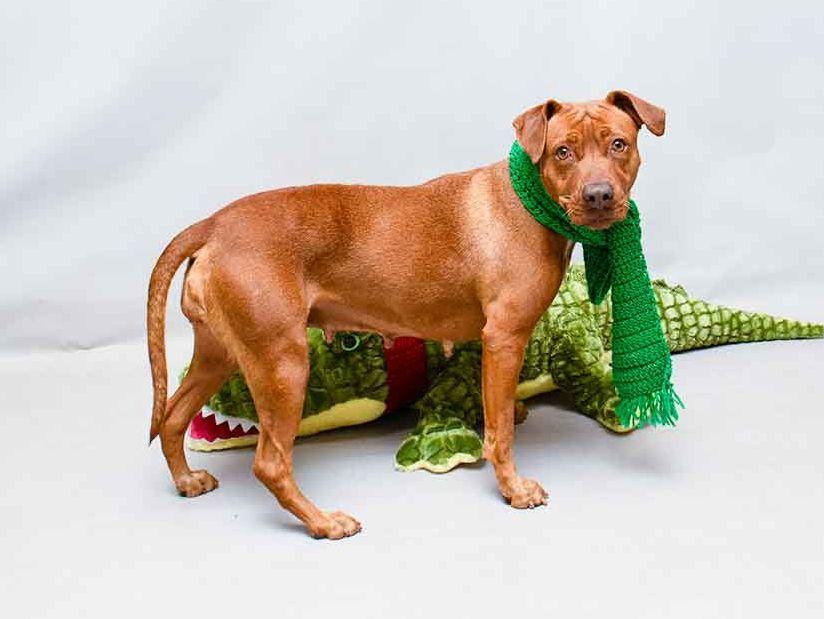 Enlarge Nani, an adopted mixed breed in Sanford, FL image 2/2