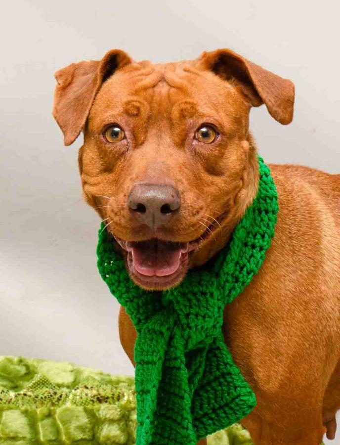 Nani, adopted, Adult Female Labrador Retriever.