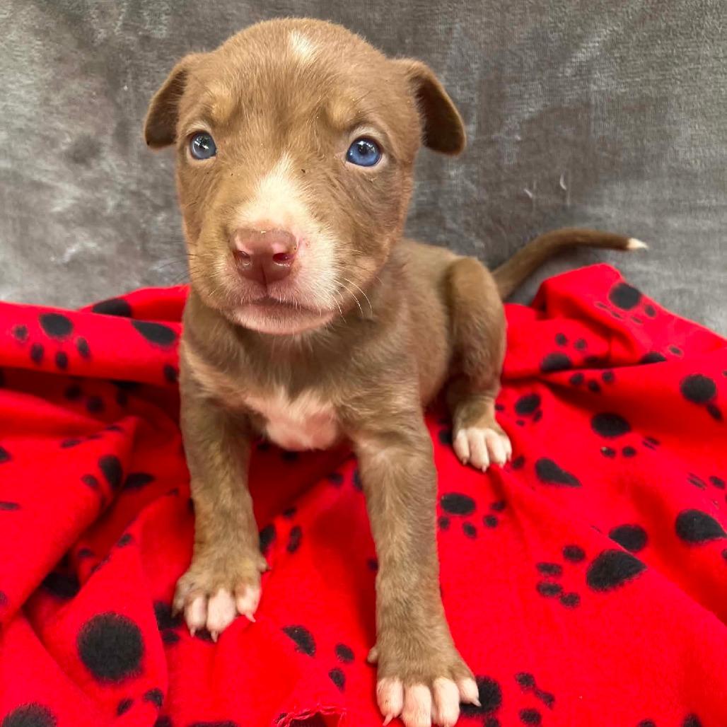Puppy B4, Adoptable, Puppy Male Mixed Breed.