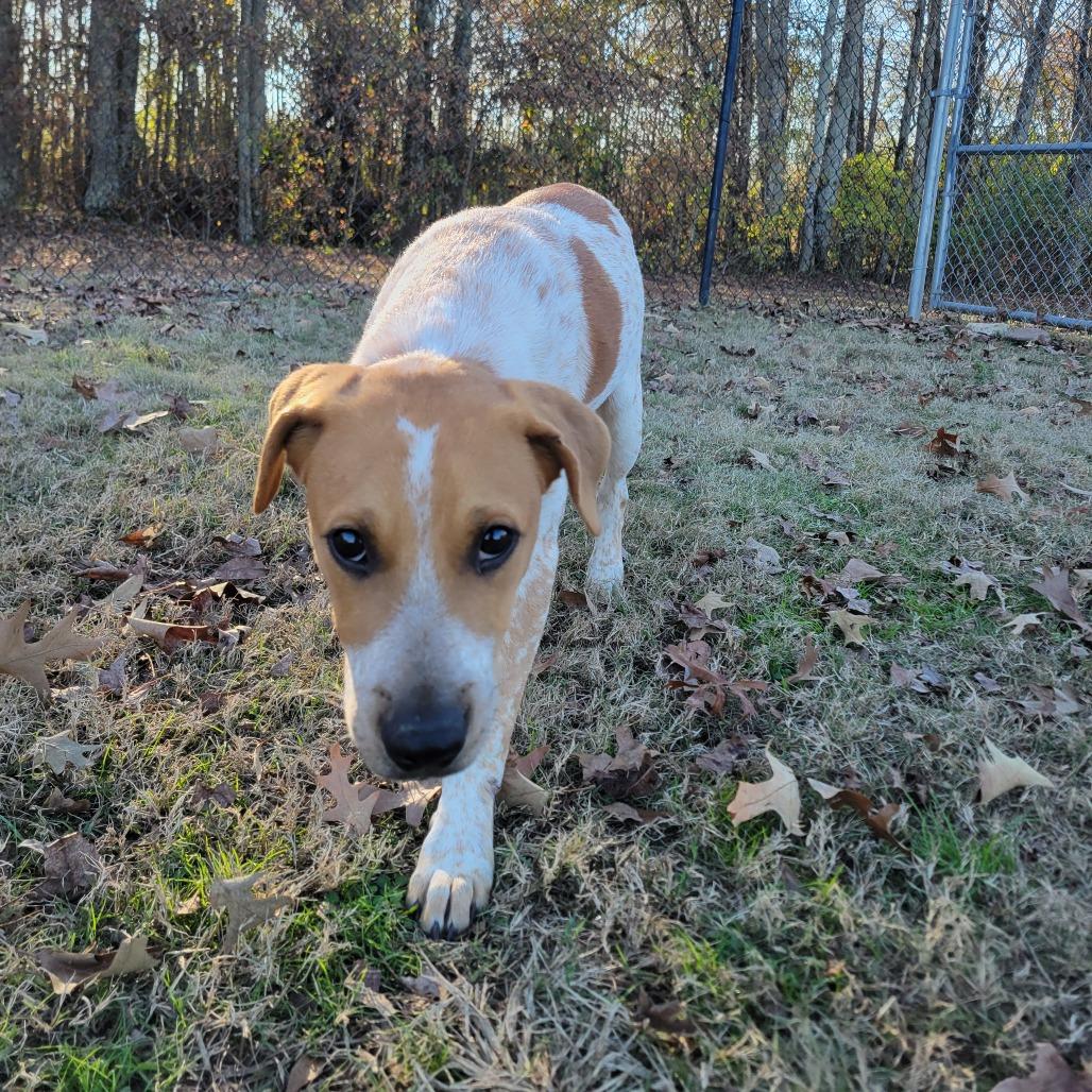 Enlarge Pepper Jack, a Adoptable mixed breed in Cabot, AR image 1/3