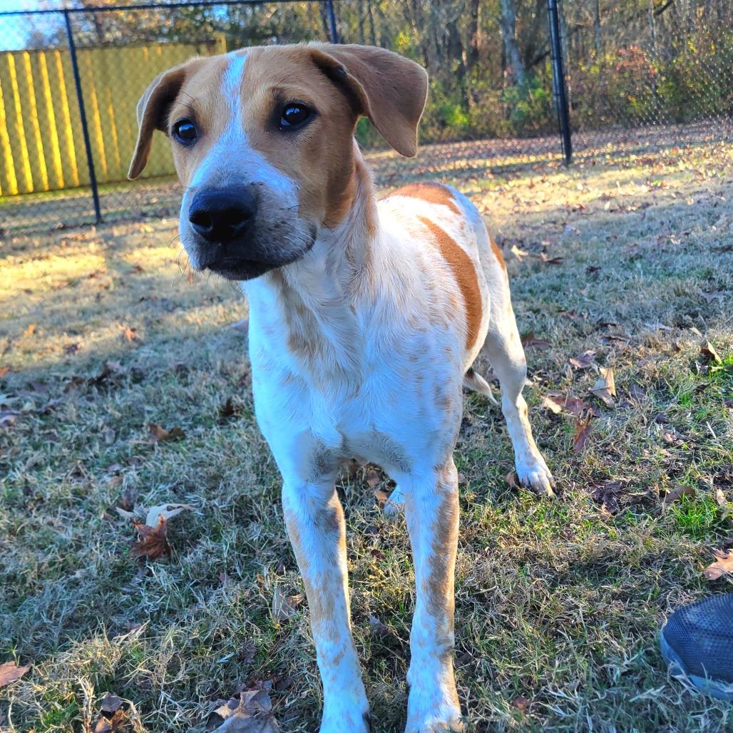 Enlarge Pepper Jack, a Adoptable mixed breed in Cabot, AR image 2/3