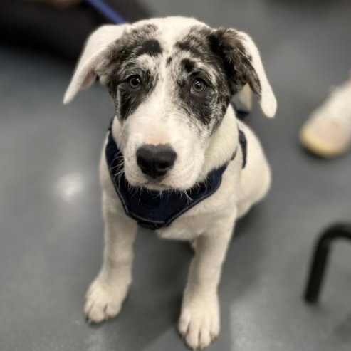 Jason, adopted, Puppy Male Catahoula Leopard Dog & Shepherd.
