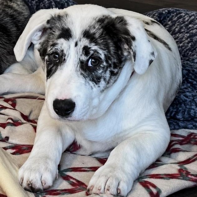 Enlarge Jason, an adopted mixed breed in Naperville, IL image 2/2