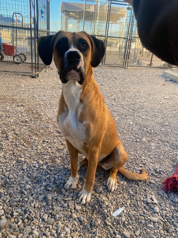 Enlarge Cali (A1751326), a Adoptable mixed breed in Pahrump, NV image 1/2