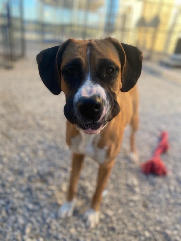 Enlarge Cali (A1751326), a Adoptable mixed breed in Pahrump, NV image 2/2