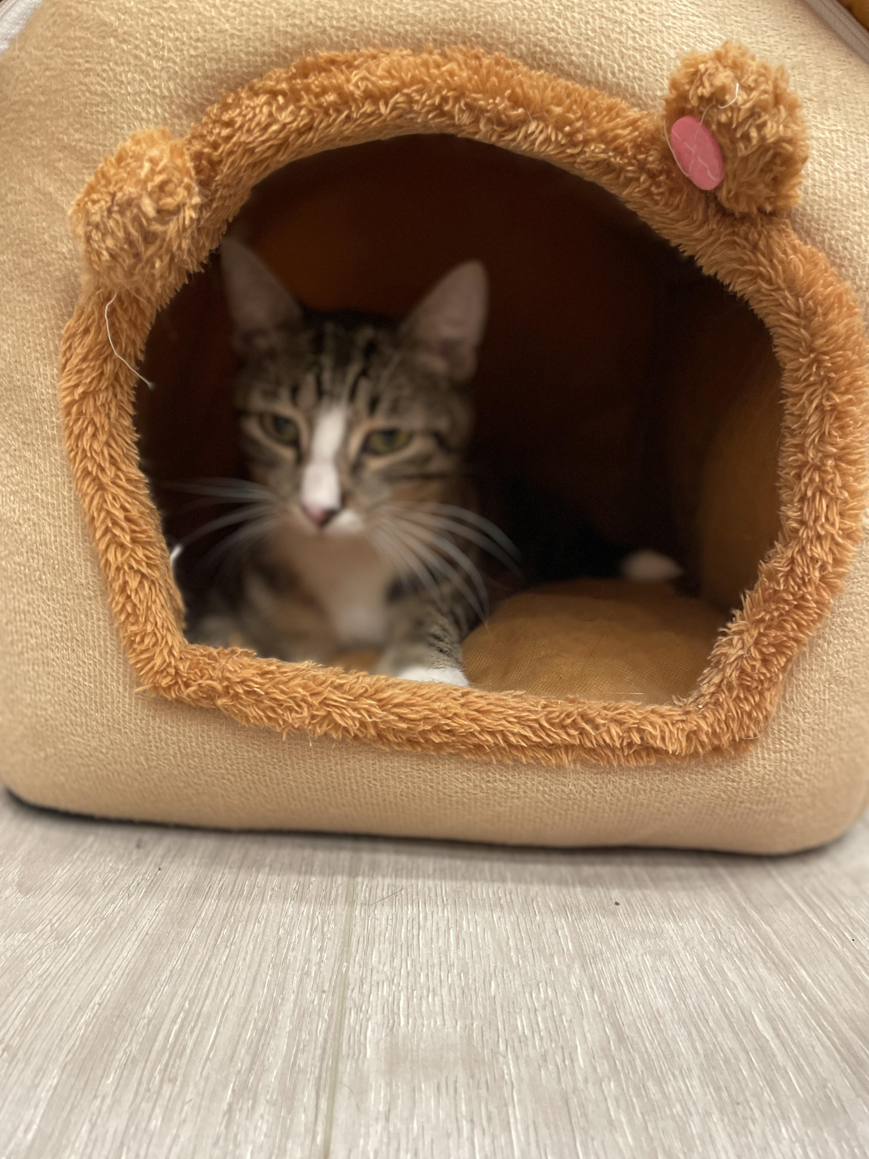 Enlarge Camel aka Wobbles, a Adoptable Domestic Short Hair in South Ozone Park, NY image 2/4