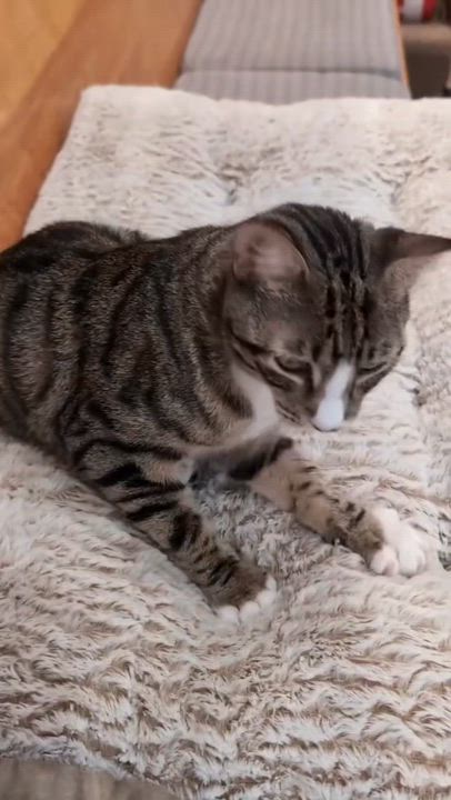 Enlarge Camel aka Wobbles, a Adoptable Domestic Short Hair in South Ozone Park, NY video 4/4