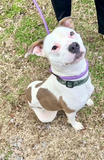 Beverly, adoptable, Young Female Pit Bull Terrier.