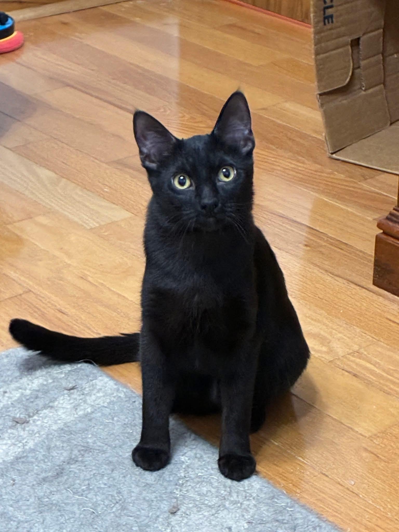 Orville & Wilbur (BONDED PAIR), a Adoptable mixed breed in Orland Park, IL image 4/6