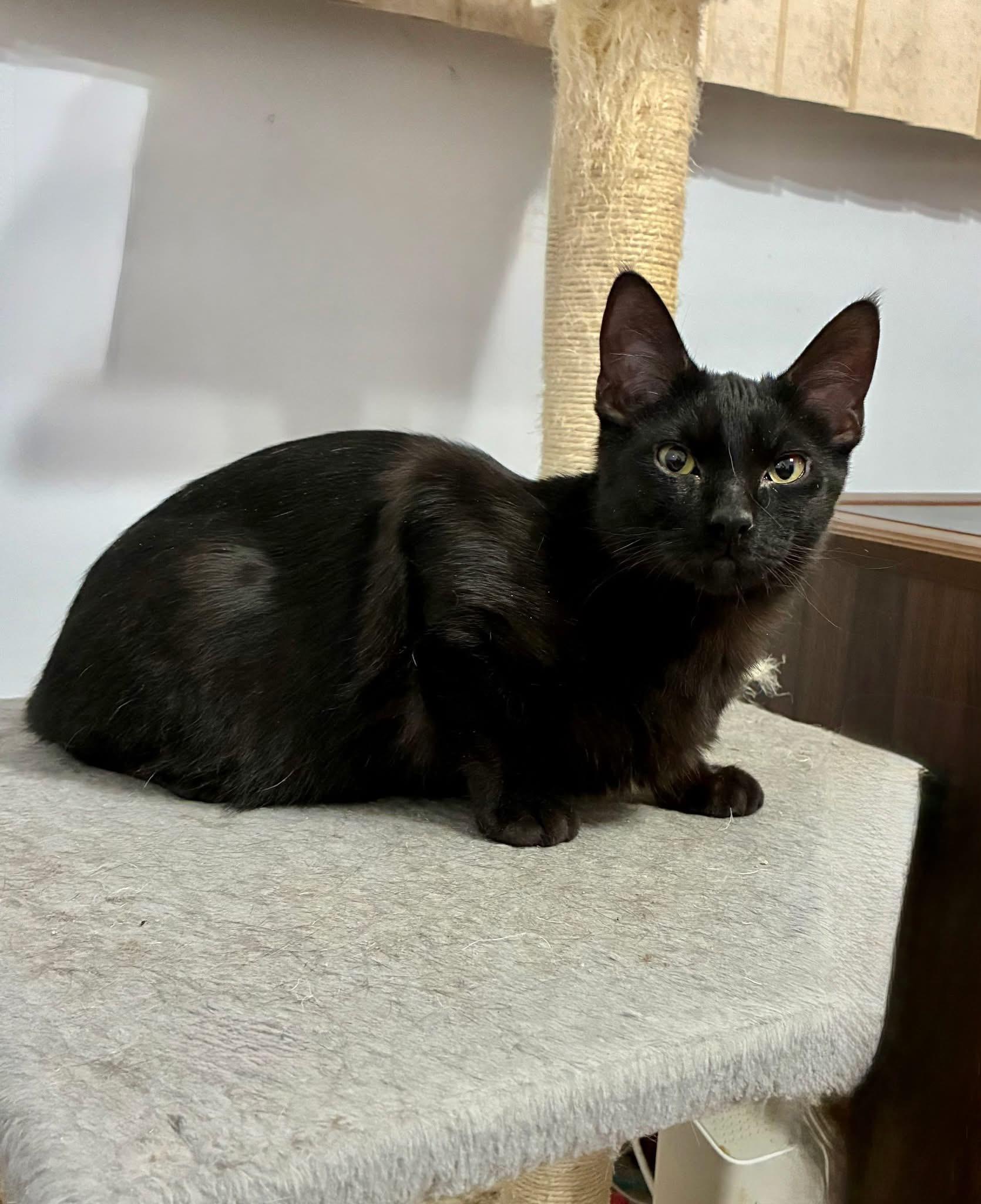 Orville & Wilbur (BONDED PAIR), a Adoptable mixed breed in Orland Park, IL image 5/6