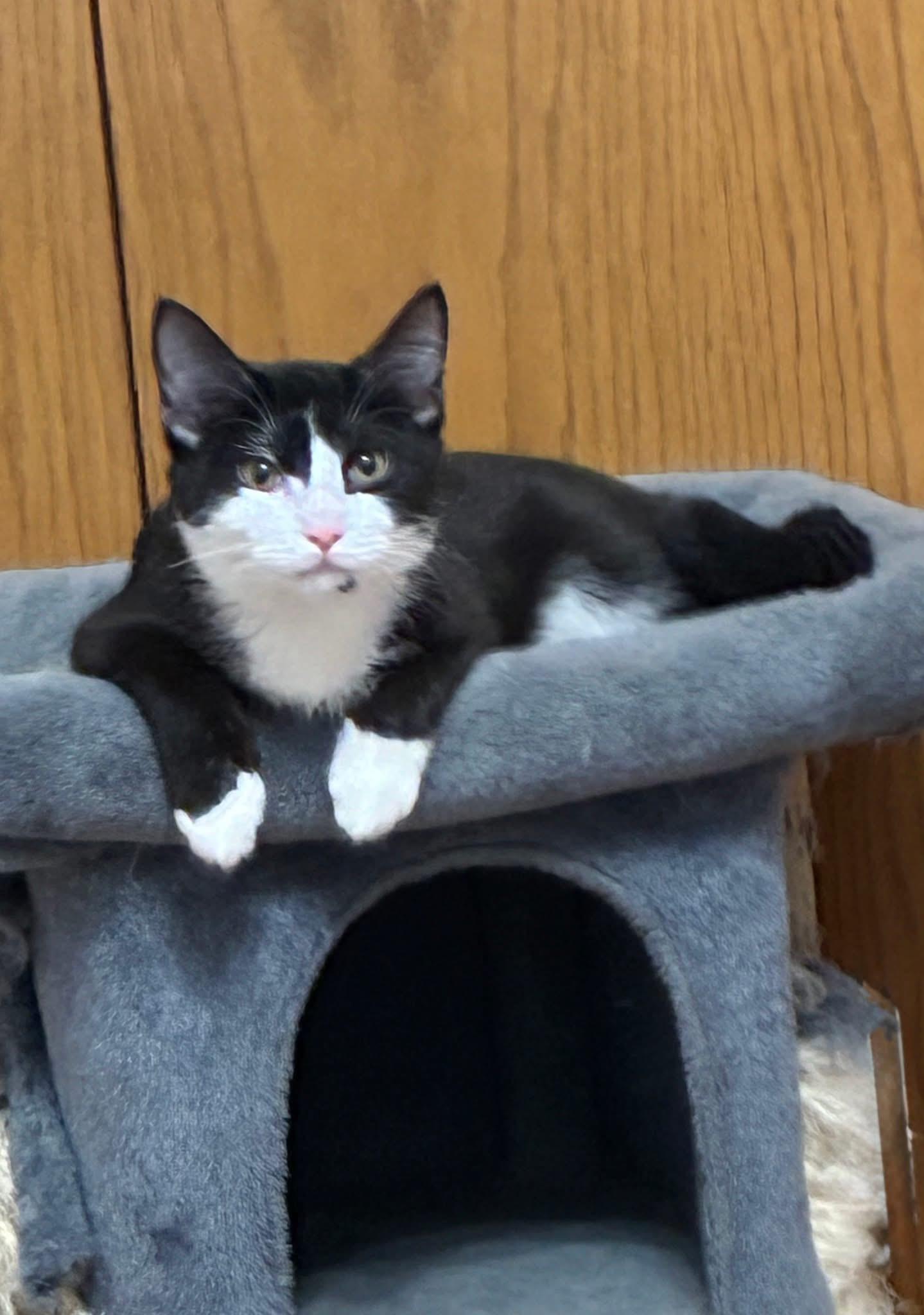 Orville & Wilbur (BONDED PAIR), a Adoptable mixed breed in Orland Park, IL image 1/6