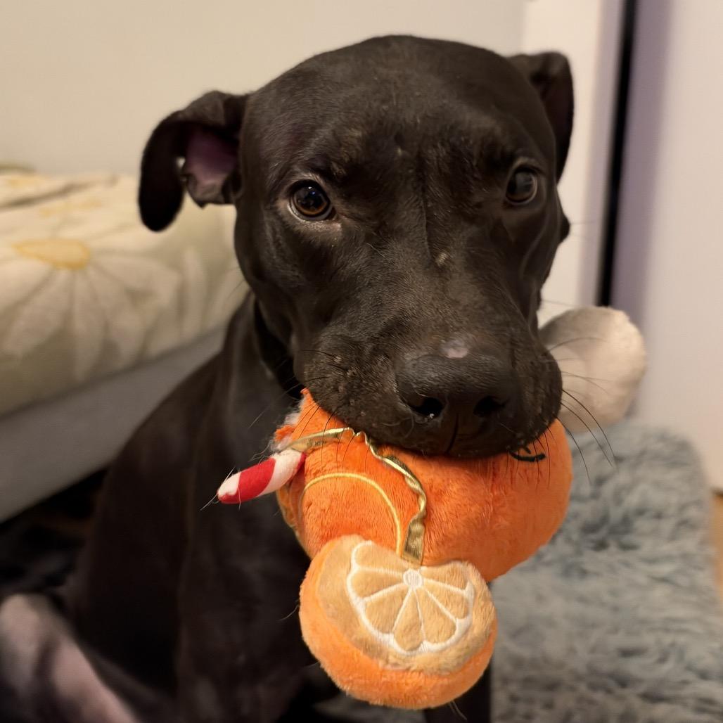 Enlarge New Moon, a Adoptable Mixed Breed in Jersey City, NJ image 1/5