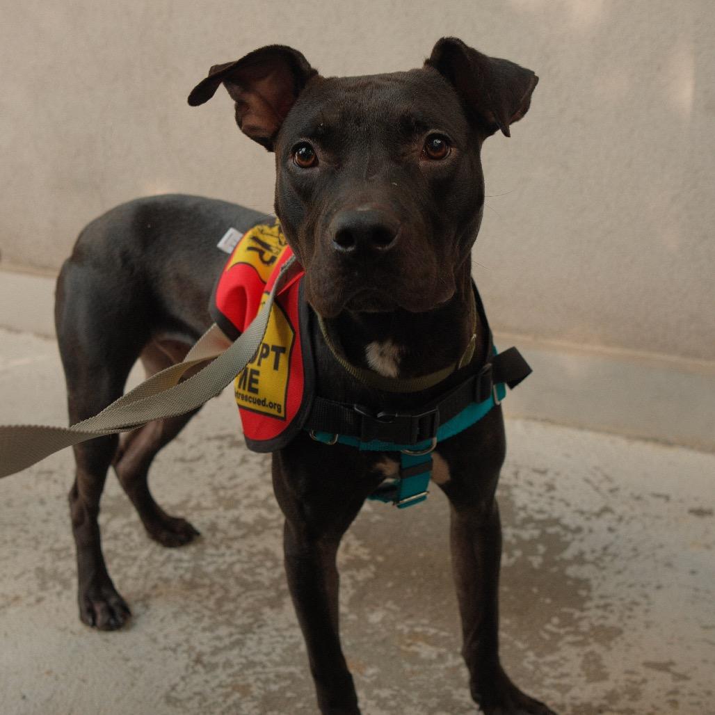 Enlarge New Moon, a Adoptable Mixed Breed in Jersey City, NJ image 2/5