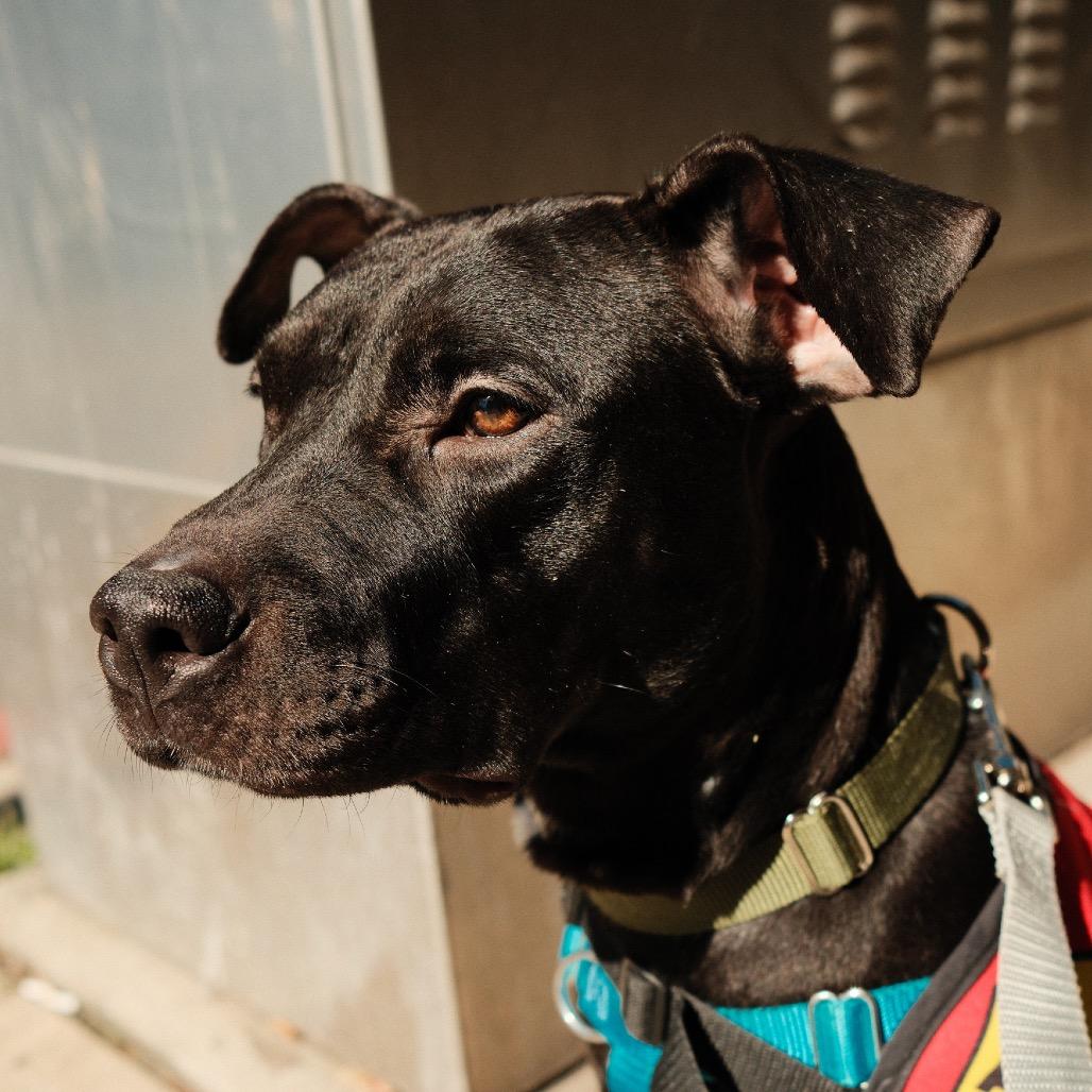 Enlarge New Moon, a Adoptable Mixed Breed in Jersey City, NJ image 3/5