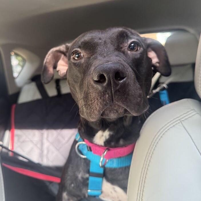 Enlarge New Moon, a Adoptable Mixed Breed in Jersey City, NJ image 4/5