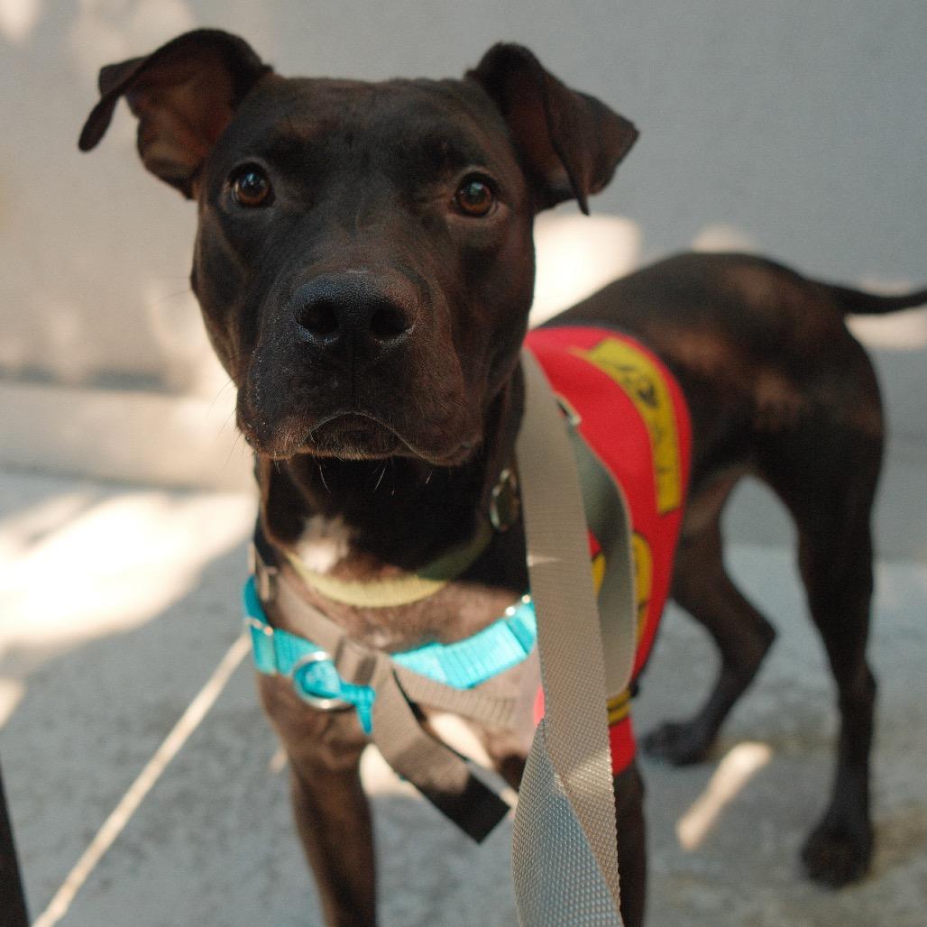 Enlarge New Moon, a Adoptable Mixed Breed in Jersey City, NJ image 5/5