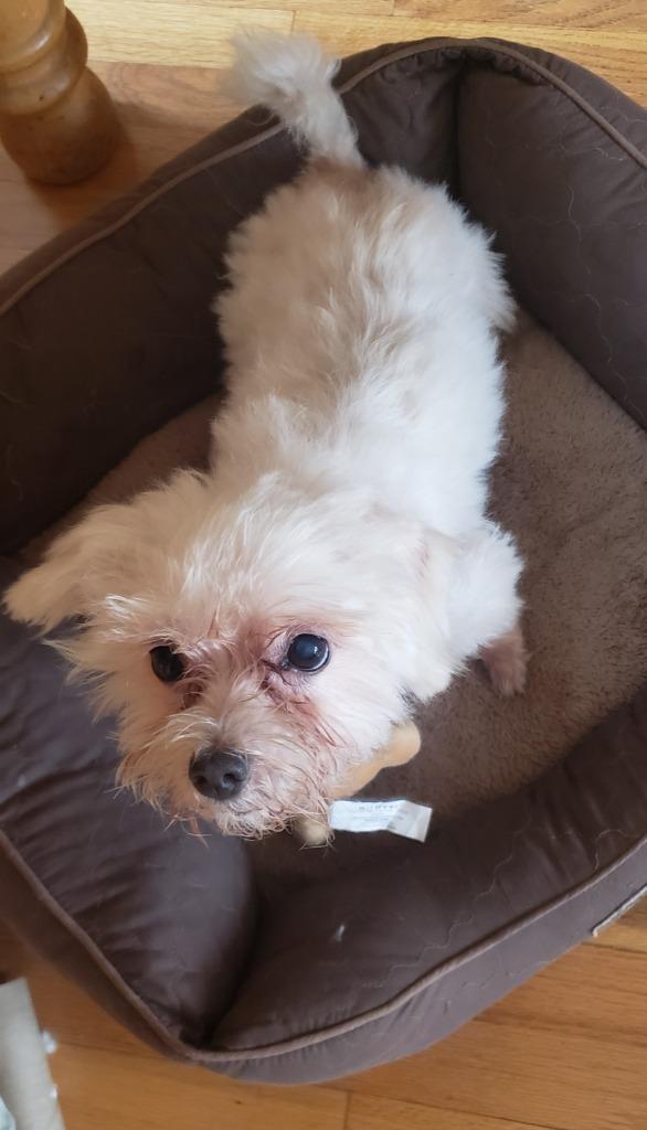 Bella, Adopted, Senior Female Maltese & Terrier.