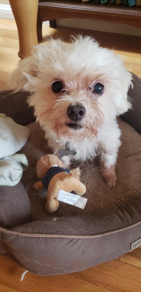 Bella, a Adopted mixed breed in Manhattan Beach, CA image 2/4