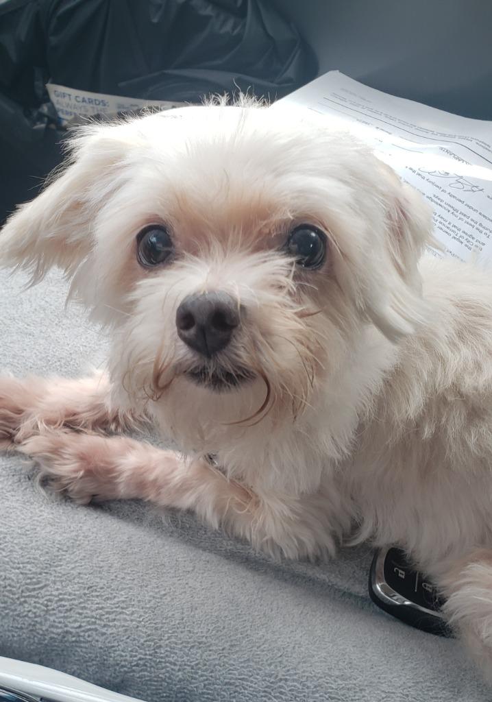 Bella, a Adopted mixed breed in Manhattan Beach, CA image 3/4