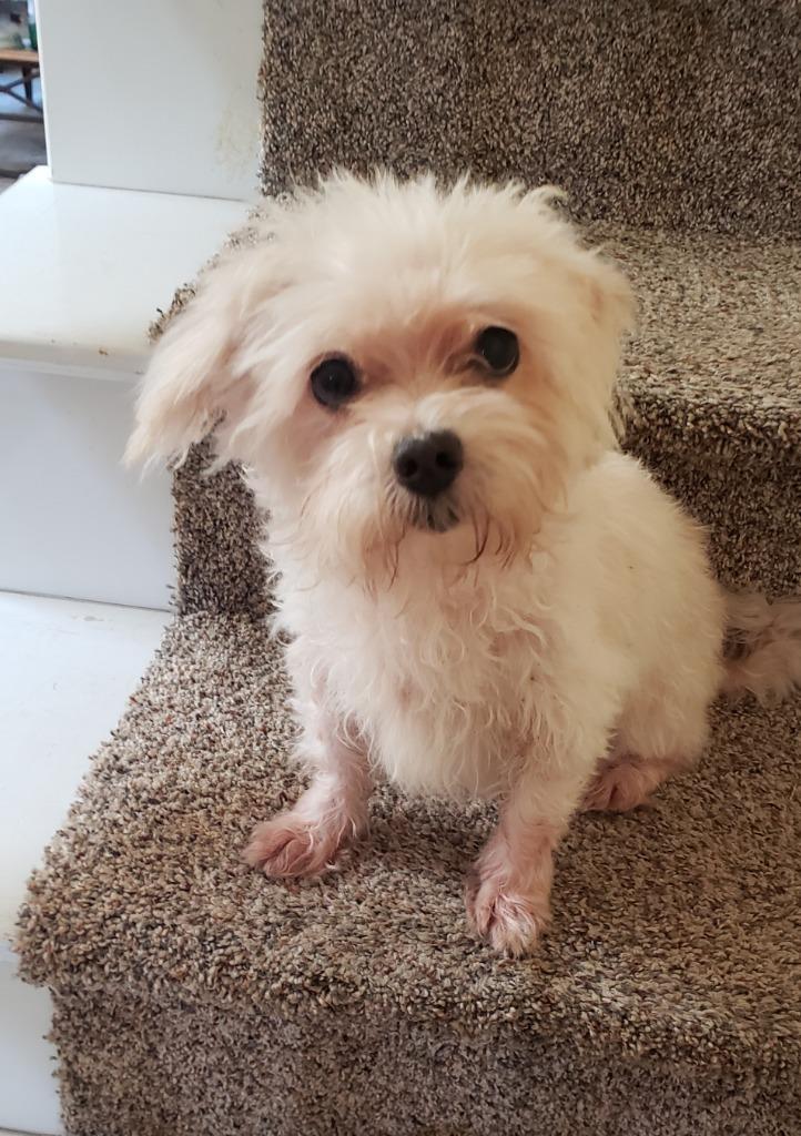 Bella, a Adopted mixed breed in Manhattan Beach, CA image 4/4