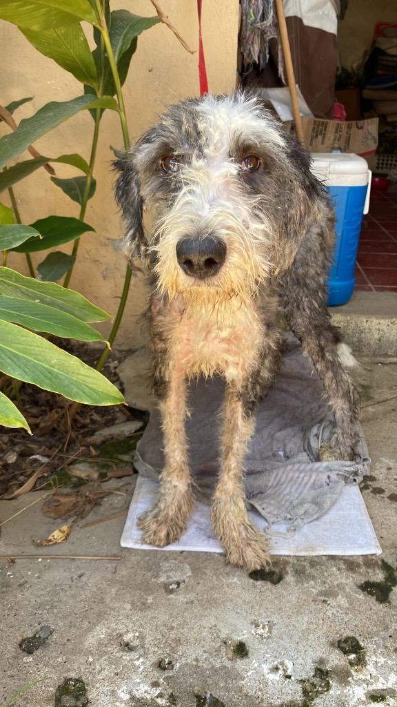 Enlarge Murphy, a Adopted mixed breed in San Juan de Abajo, NAY image 1/1
