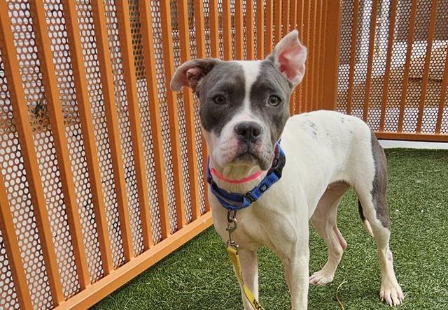 DANDELION, Adoptable, Adult Female Pit Bull Terrier & Mixed Breed.