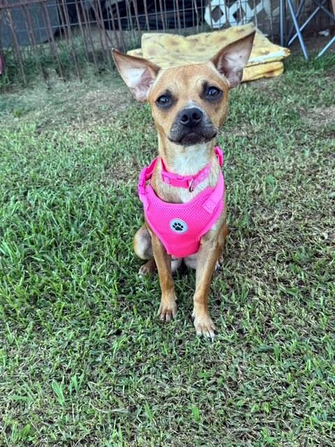 SOPHIE - little love bug