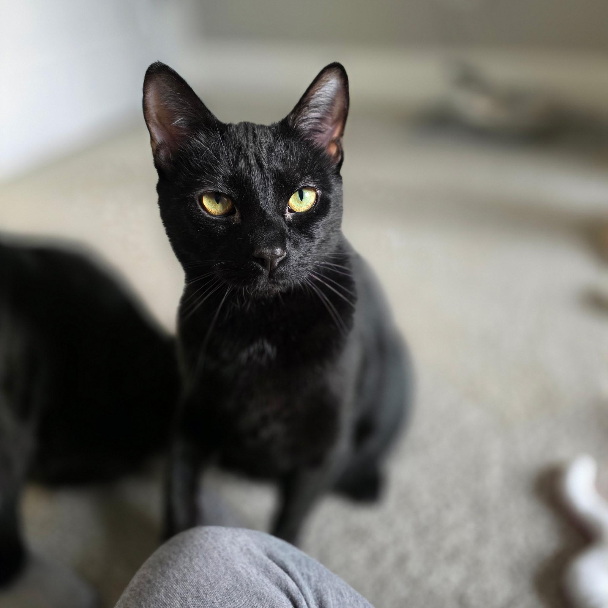 CK, ADOPTABLE, Adult Male Domestic Short Hair.