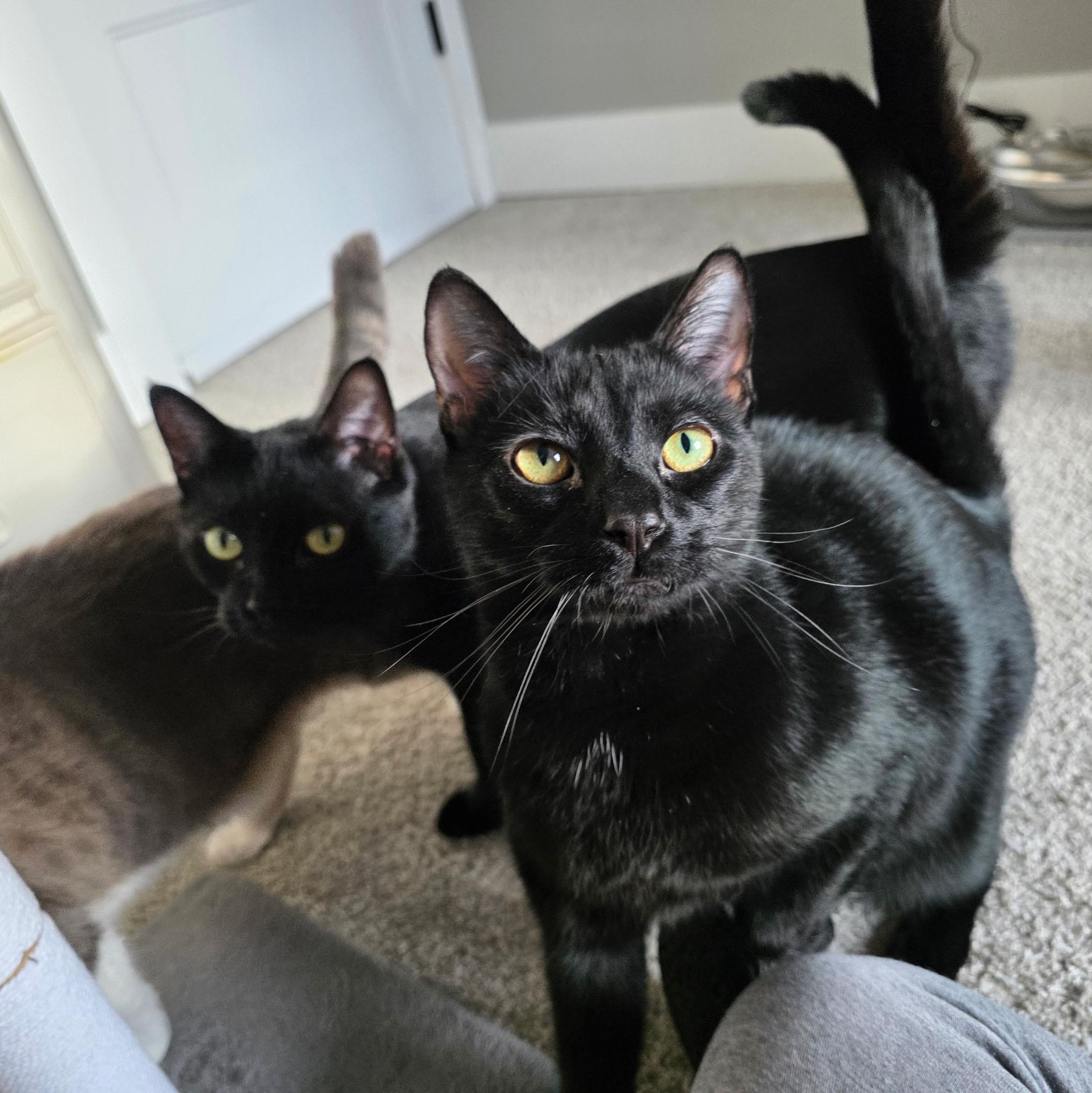 Enlarge CK, a ADOPTABLE Domestic Short Hair in Greensboro, NC image 6/6