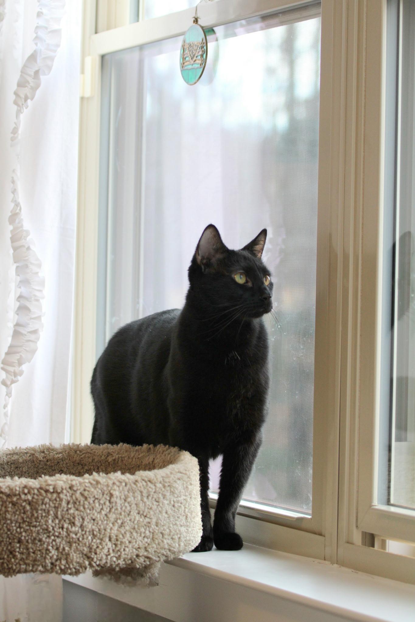 Enlarge CK, a ADOPTABLE Domestic Short Hair in Greensboro, NC image 5/6