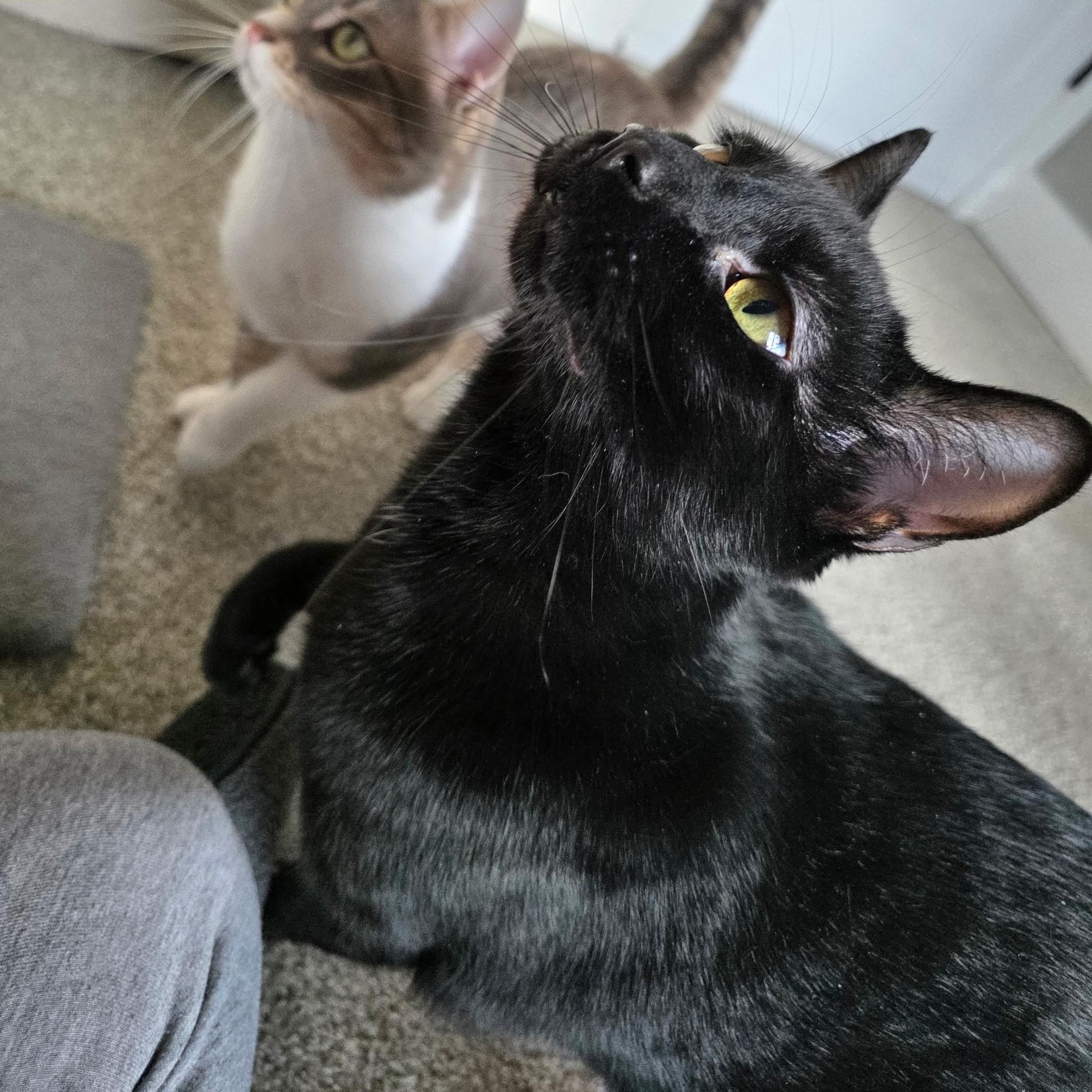 Enlarge CK, a ADOPTABLE Domestic Short Hair in Greensboro, NC image 4/6