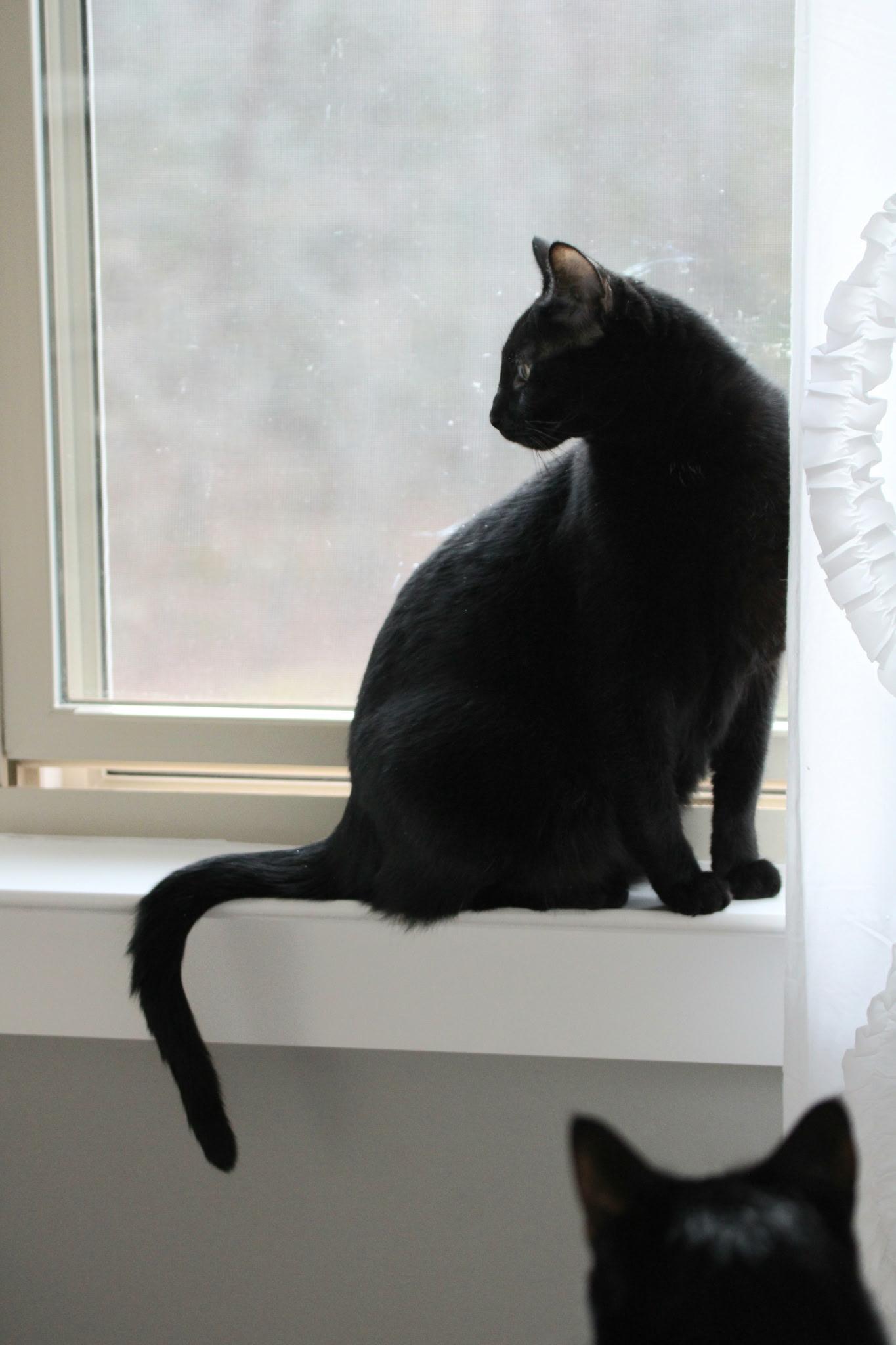 Enlarge CK, a ADOPTABLE Domestic Short Hair in Greensboro, NC image 3/6