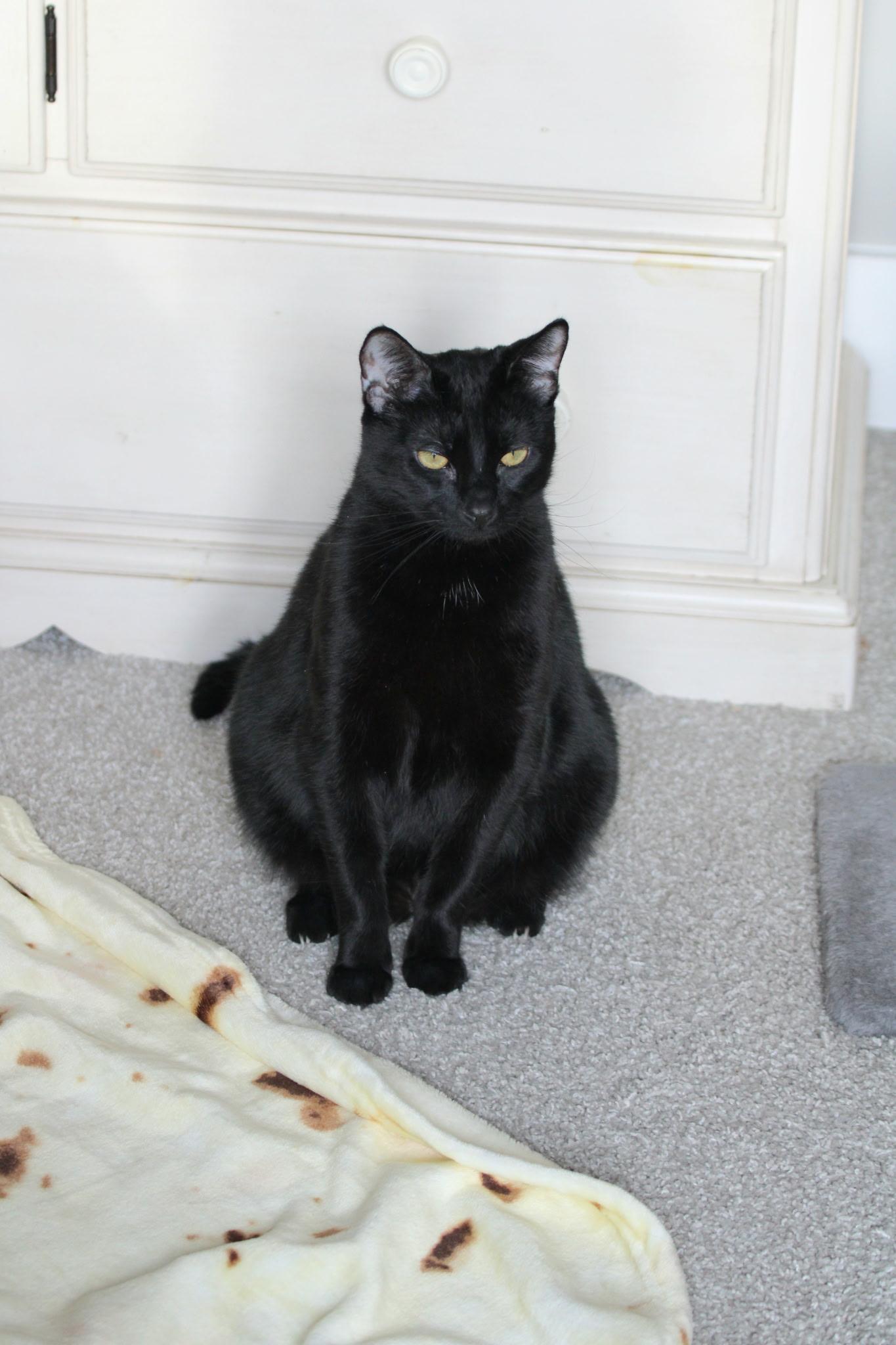 Enlarge CK, a ADOPTABLE Domestic Short Hair in Greensboro, NC image 2/6