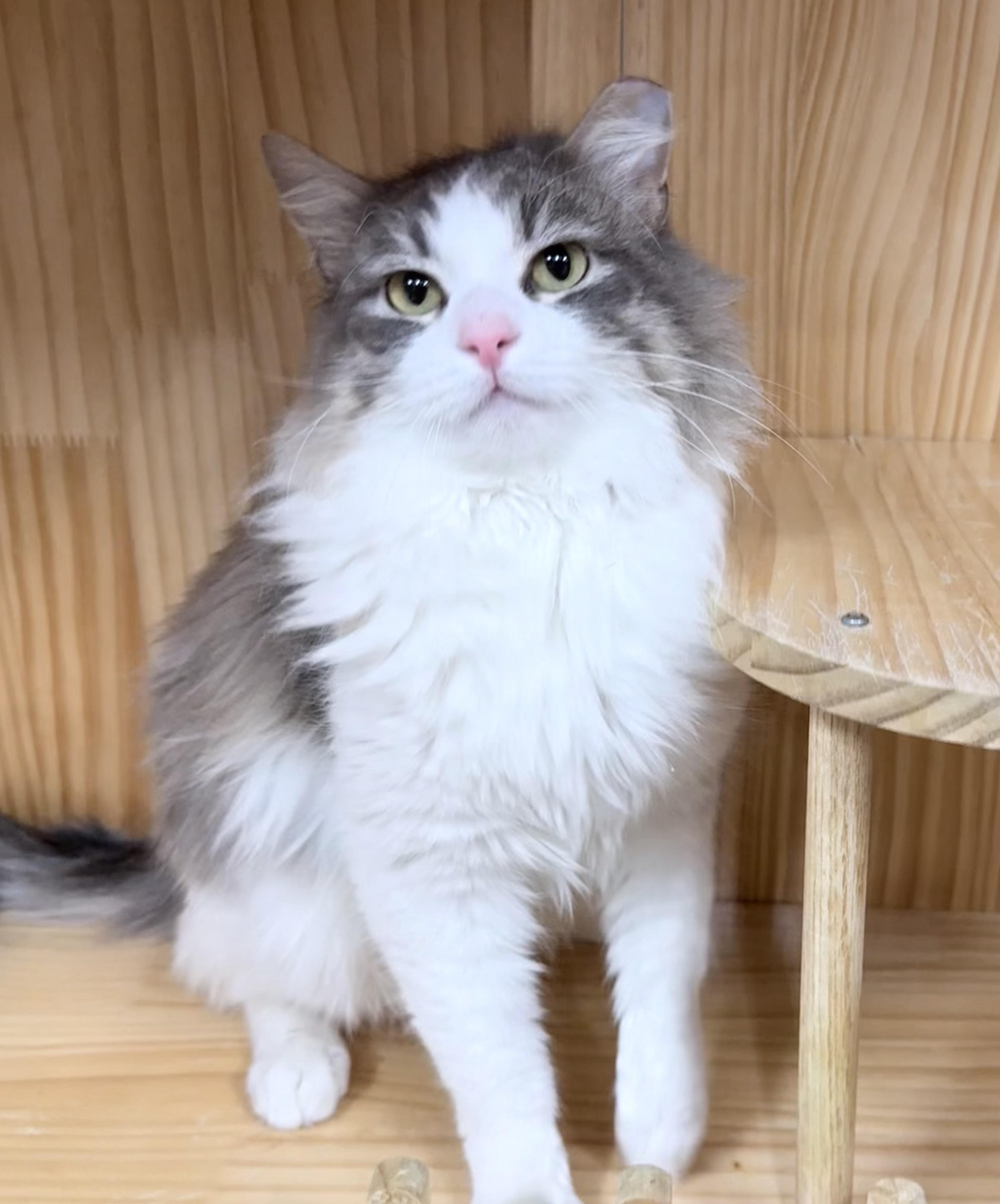 Enlarge Ireland , an adopted Domestic Long Hair in Philadelphia, PA image 5/6