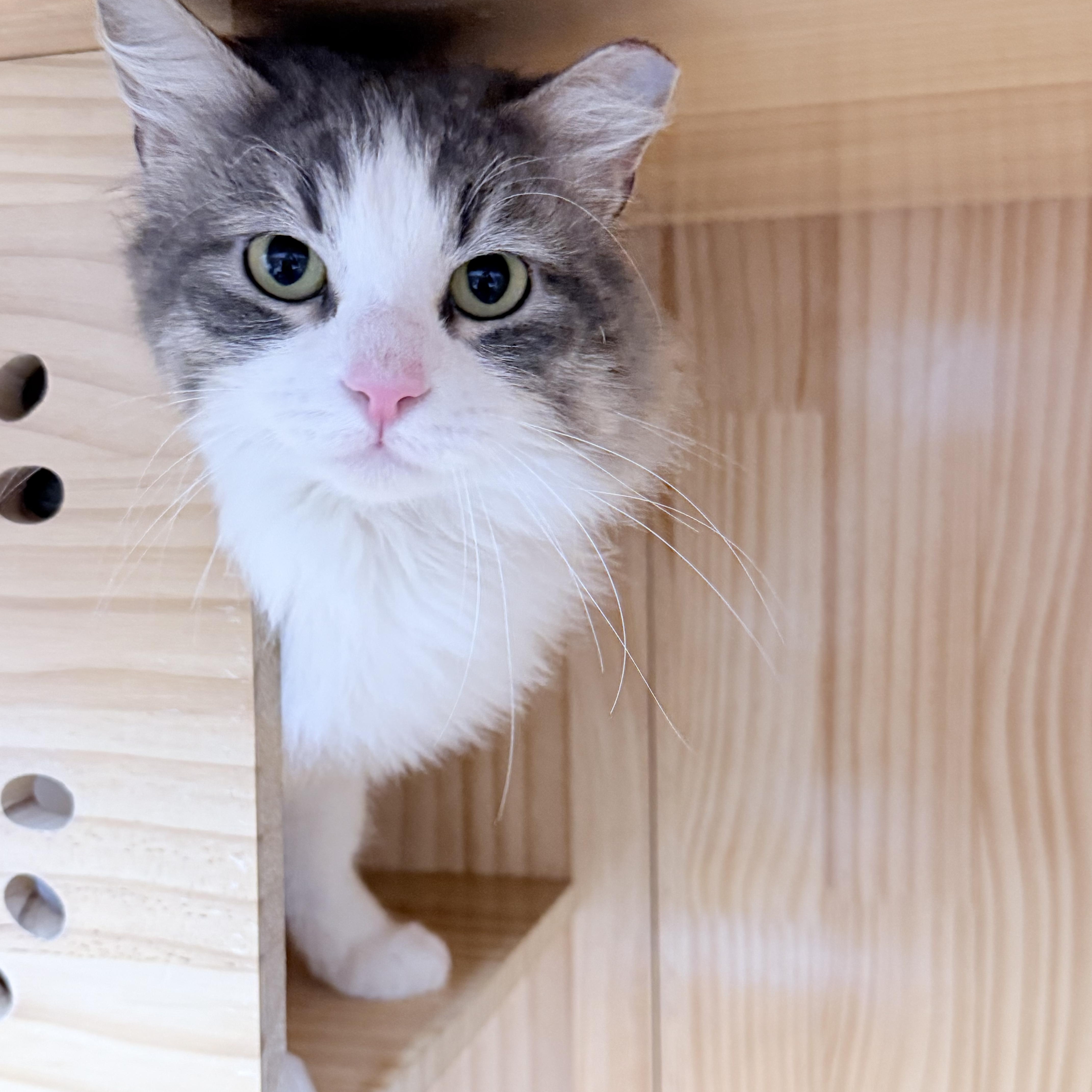 Enlarge Ireland , an adopted Domestic Long Hair in Philadelphia, PA image 4/6