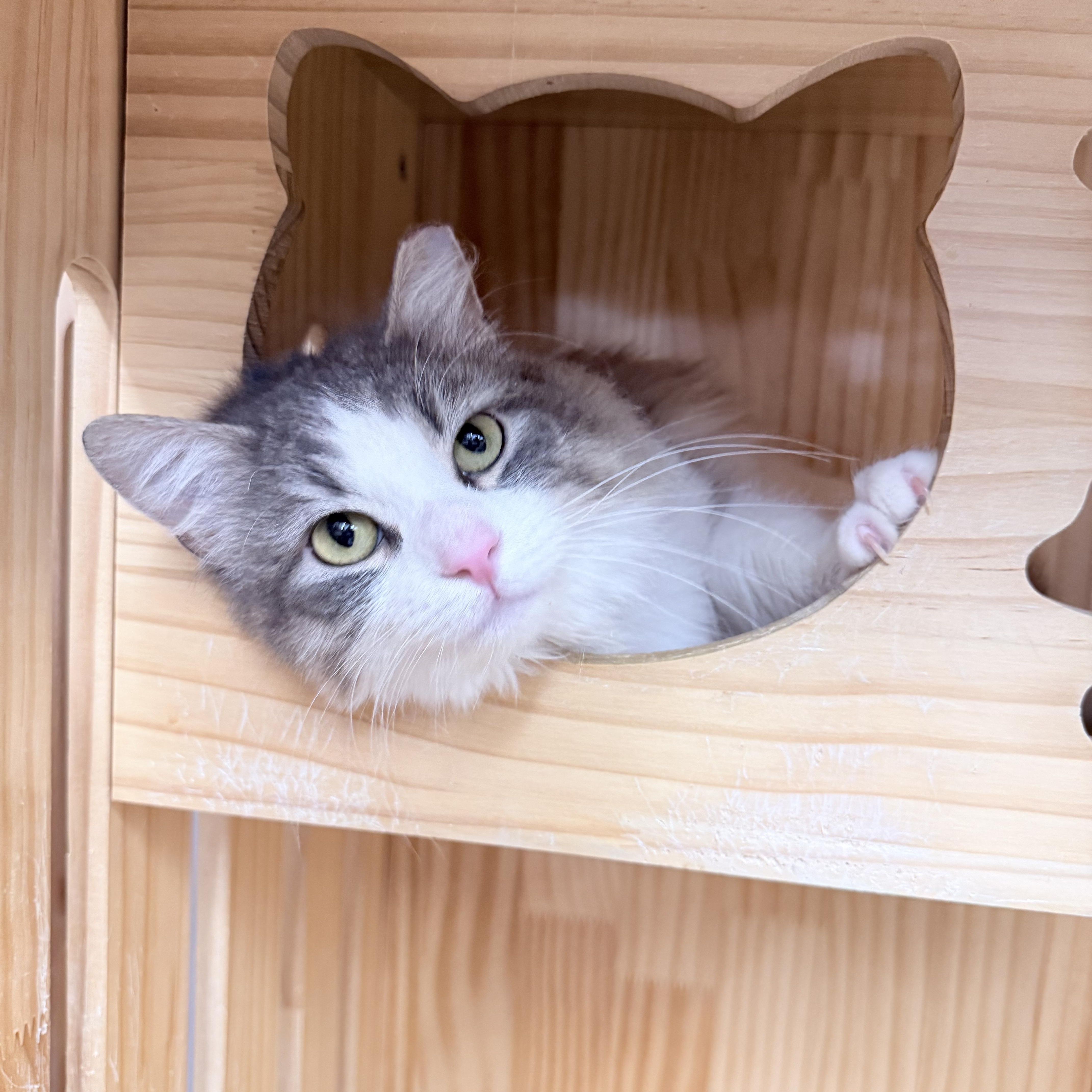 Enlarge Ireland , an adopted Domestic Long Hair in Philadelphia, PA image 3/6