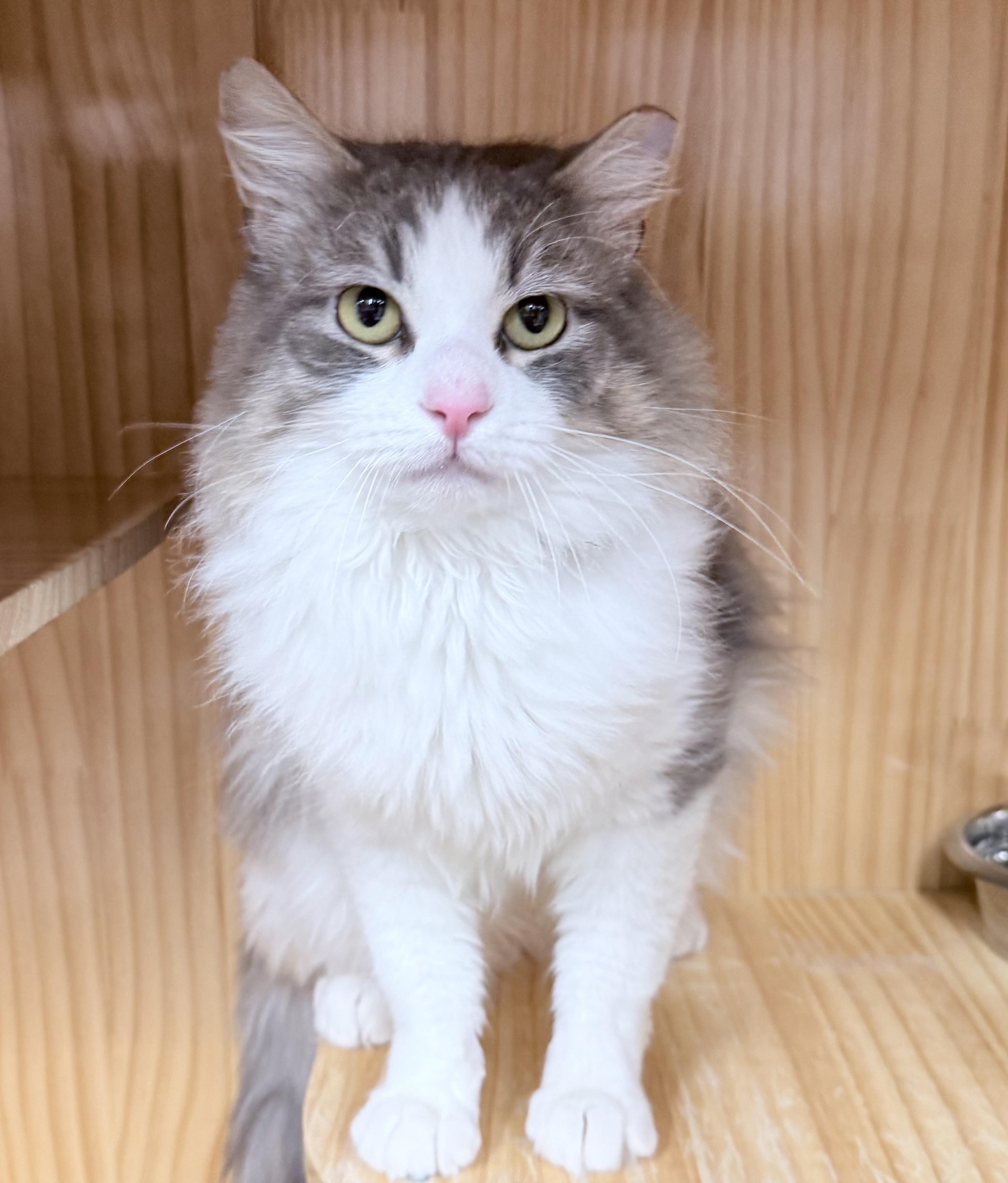 Enlarge Ireland , an adopted Domestic Long Hair in Philadelphia, PA image 2/6