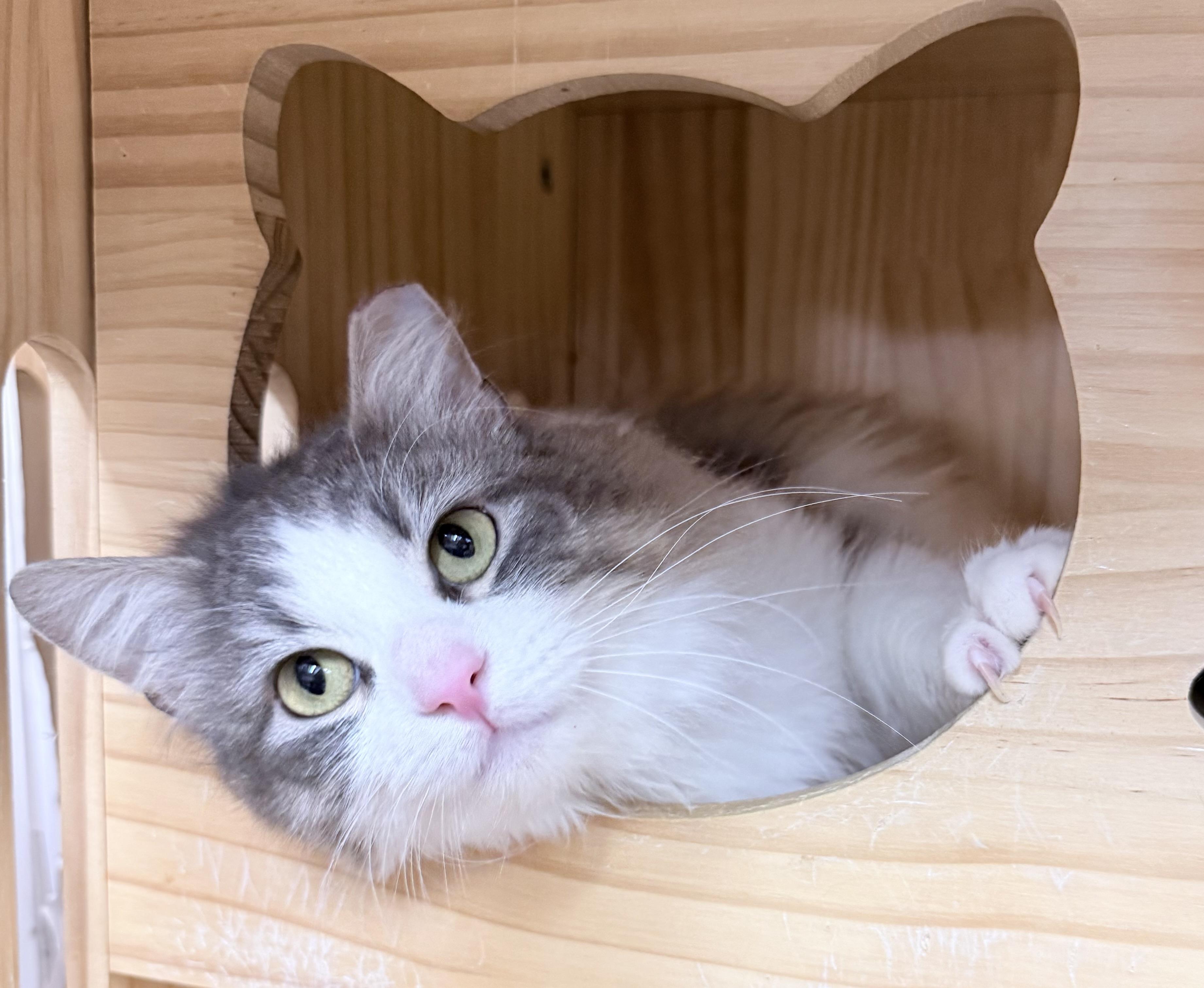 Enlarge Ireland , an adopted Domestic Long Hair in Philadelphia, PA image 1/6