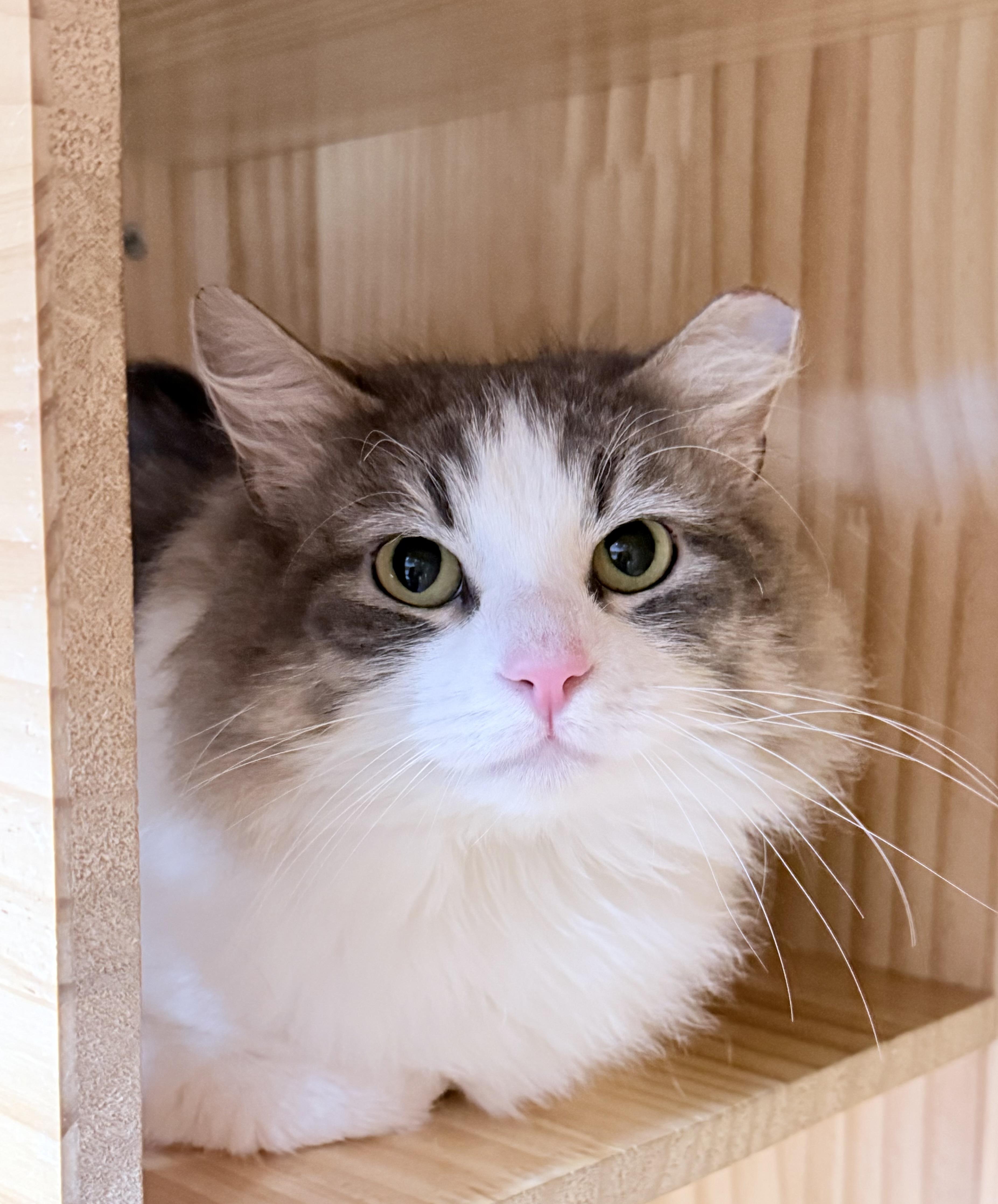 Enlarge Ireland , an adopted Domestic Long Hair in Philadelphia, PA image 6/6